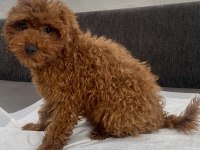 Red Brown Toy Poodle Oğlumuz