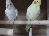 Satılık Sultan Papağanı İster Tek İster Çift