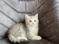 Sahibinden yavru chinchilla yavrusu