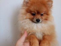 Pomeranian Erkek 5,5 Aylık