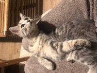 Kedi 4-5 Aylık Kız Yavrumuz