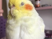 Çok Konuşkan Erkek Sultan Papağanı