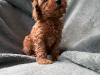 Red Brown Toy Poodle