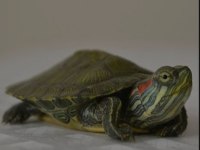 Günün tüm stresini alacak en sakin kaplumbağa arkadaş