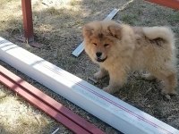 Üreticiden Çin Aslanı Chow Chow Bebekler