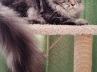 Dişi Ve Erkek Maine Coon İyi Kalite