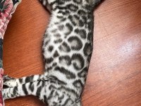 Orijinal Bengal Kediler