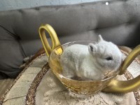 Cüce tavşan yavruları