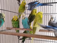 10 Tane Kırma Muhabbet Kuşu