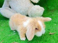 1 Aylık Hollanda Teddy Lop Tavşan Yavrularım