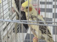 Full + full evcil sadık çift dost sultan papağanı