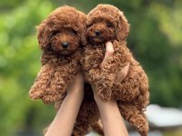 Toy poodle bebekler harika yavrular