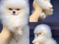 A Kalite Pomeranian Boo Yavrular