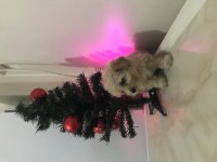 Teacup Maltipoo Dişi Yavrum