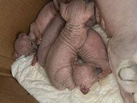 Safkan Kanada Sfenks Yavruları