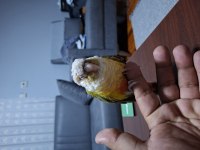 Konur papağanı tam bir oyuncu