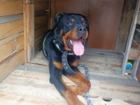 Hastasına uyumlu rottweiler acill