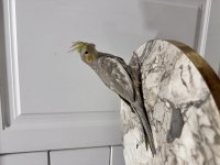 Üreticiden Sultan Papağanı (₺)