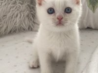 Kar Beyaz Mavi Gözlü British Shorthair Prens