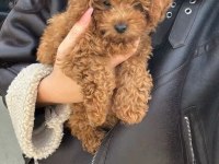 Toy Poodle Yavru Köpekler