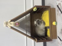 Kedimiz Miya İçin Yuva Arıyoruz