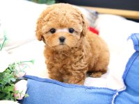 2 Aylık Yavrular Toy Poodle