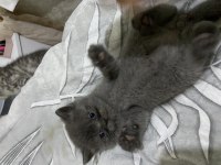 British Shorthair Yavrular Yeni Yuvalarına Hazır
