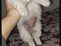 Safkan Pekinez Yavru Köpekler