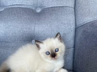 Blue point dişi yavru british shorthair