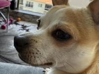 Şivava Oğlumuz Kaju Yeni Yuvasını Arıyor