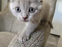 Scottish fold yavru 1,5 aylık