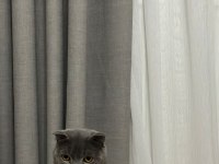 Ücretsiz Sahiplendirme Scottish Fold Kedimiz