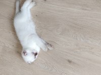 4 Tane Yavrumuz Var 2 Ay Bir Haftalık Kedimiz