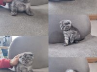 3 aylık scottish fold yavrumuz