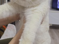 Yurt Dışından Şampiyon Ailenin Show Kalite British Shorthair Yavruları