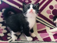 Son 1 adet bi color kısa bacak kedimiz