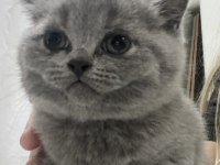 Ayı Surat Top Kafa Bebek Kediler