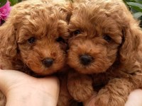 Toy poodle sevimli köpekler