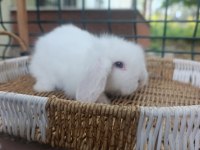 Orjinal hollanda teddy lop tavşanlar