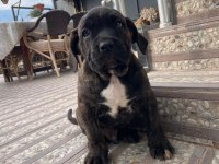 Dev erkek cane corso köpeği