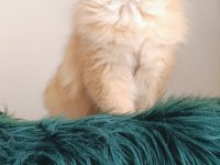 British Longhair By 11 Dişi 2 Yaşında