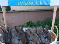 Hollanda Cüce 1 Aylık Tavşan Yavrular