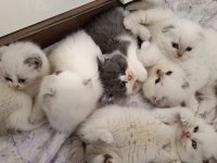 British shorthair yavrular sağlık ve ırk garantili