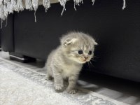 Scottish Fold Yavru