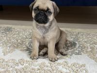 50 Günlük Sağlıklı Dişi Pug
