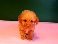 Teacup Poodle Yavrusu Köpeklerimiz