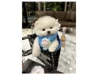 Pomeranian Yavruları