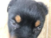 Rottweiler 2 aylık