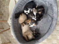 Bu Yavru Kediler Sahiplendirilecektir