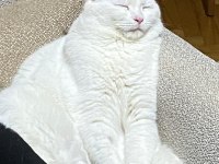 Kedimiz Aresimizi Sahiplendiriyoruz